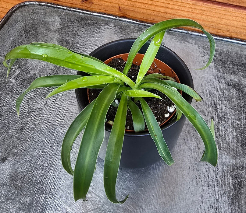 The Plant Farm® Houseplants Chlorophytum Bonnie Green Spider, 2" Plant