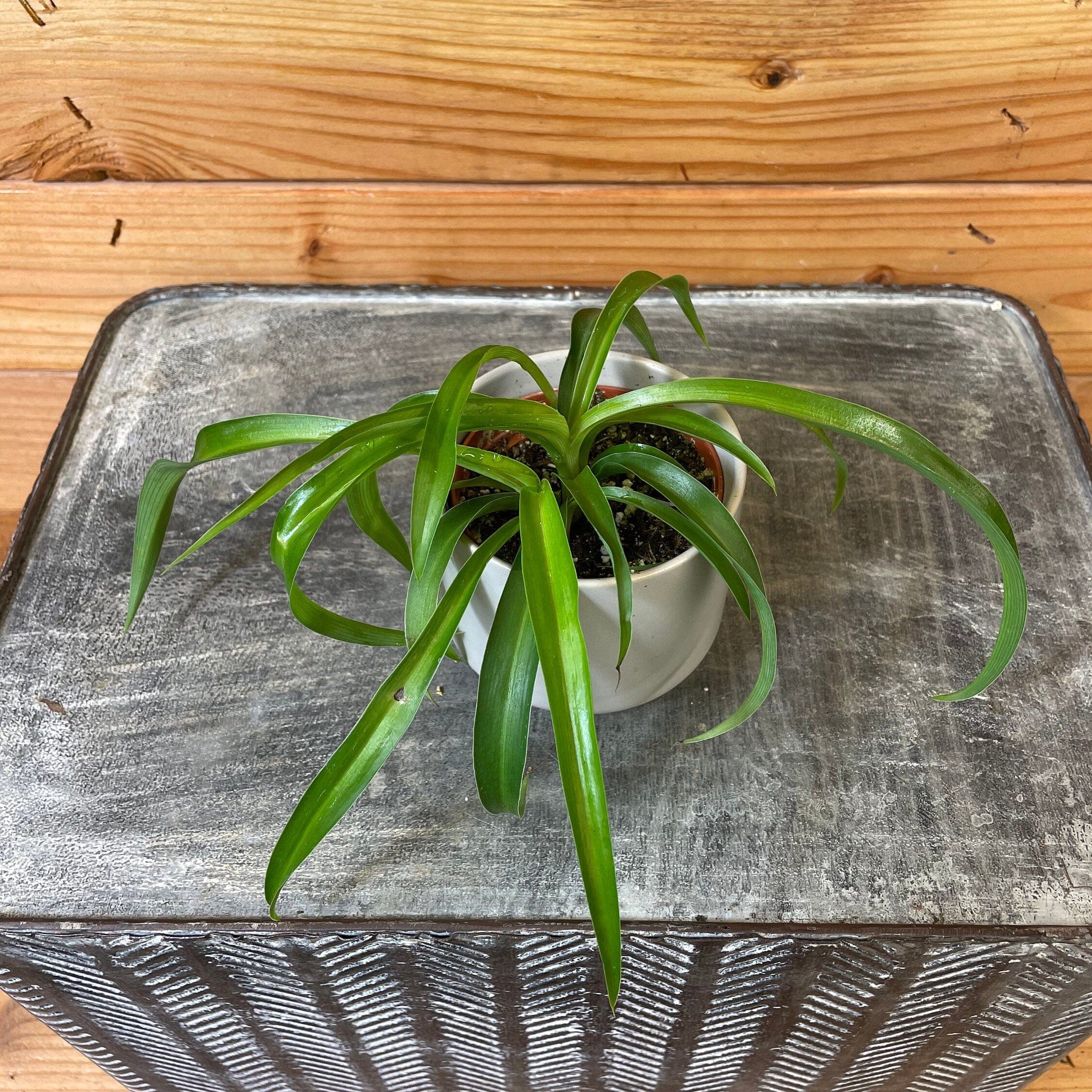 Chlorophytum Spider Plant Babies — The Plant Farm®