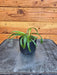 The Plant Farm® Houseplants Chlorophytum Bonnie Green Spider, 2" Plant