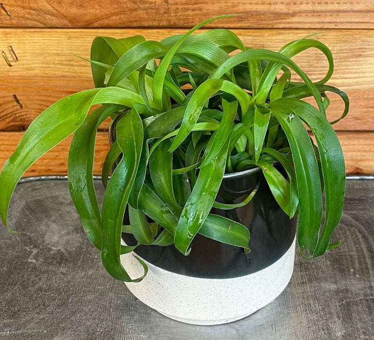 The Plant Farm® Houseplants Chlorophytum Bonnie Green Spider, 4" Plant
