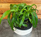 The Plant Farm® Houseplants Chlorophytum Bonnie Green Spider, 4" Plant