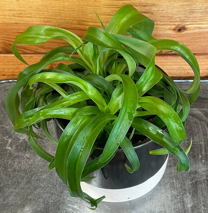The Plant Farm® Houseplants Chlorophytum Bonnie Green Spider, 4" Plant
