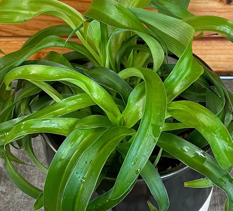 The Plant Farm® Houseplants Chlorophytum Bonnie Green Spider, 4" Plant