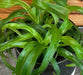 The Plant Farm® Houseplants Chlorophytum Bonnie Green Spider, 4" Plant