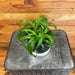 The Plant Farm® Houseplants Chlorophytum Bonnie Green Spider, 4" Plant