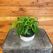 The Plant Farm® Houseplants Chlorophytum Bonnie Green Spider, 4" Plant