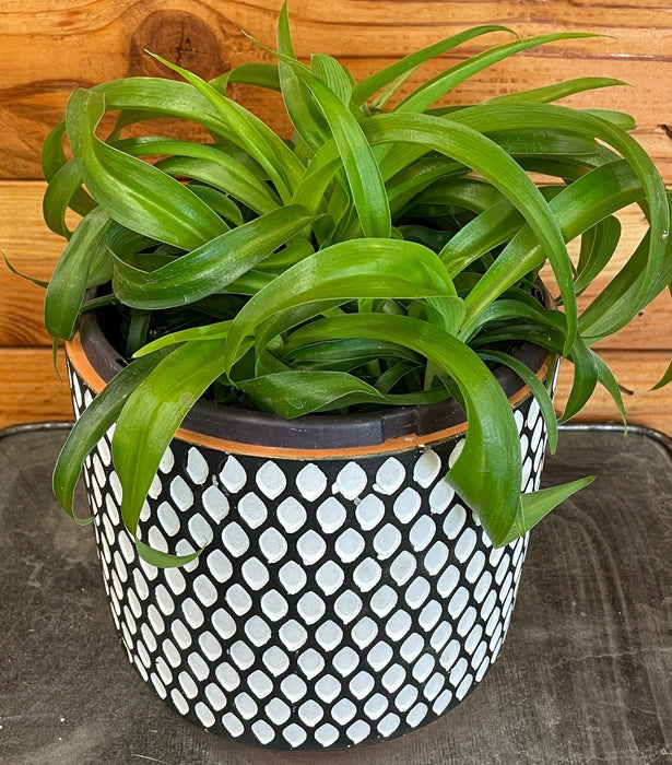 The Plant Farm® Houseplants Chlorophytum Bonnie Green Spider, 6" Plant