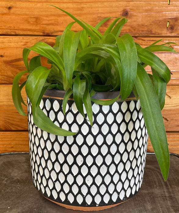 The Plant Farm® Houseplants Chlorophytum Bonnie Green Spider, 6" Plant