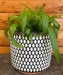 The Plant Farm® Houseplants Chlorophytum Bonnie Green Spider, 6" Plant