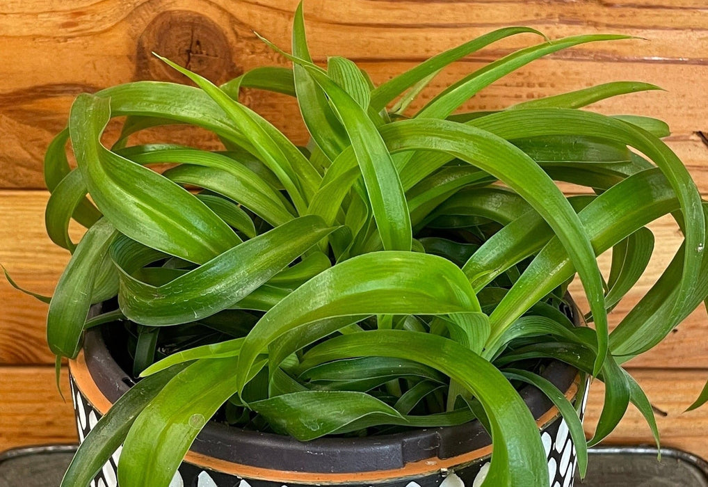 The Plant Farm® Houseplants Chlorophytum Bonnie Green Spider, 6" Plant