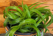The Plant Farm® Houseplants Chlorophytum Bonnie Green Spider, 6" Plant