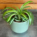 The Plant Farm® Houseplants Chlorophytum Curly Spider, 2" Plant