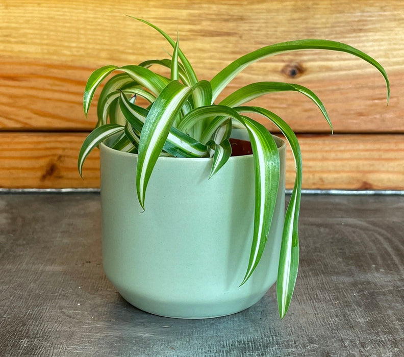 The Plant Farm® Houseplants Chlorophytum Curly Spider, 2" Plant