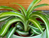The Plant Farm® Houseplants Chlorophytum Curly Spider, 2" Plant