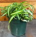 The Plant Farm® Houseplants Chlorophytum Curly Spider, 4" Plant