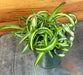 The Plant Farm® Houseplants Chlorophytum Curly Spider, 4" Plant