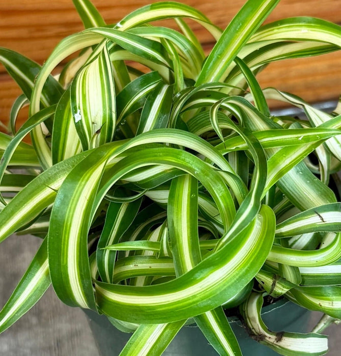 The Plant Farm® Houseplants Chlorophytum Curly Spider, 4" Plant