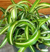 The Plant Farm® Houseplants Chlorophytum Curly Spider, 4" Plant