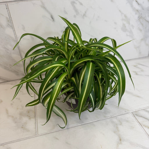 The Plant Farm® Houseplants Chlorophytum Curly Spider, 6" Plant