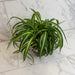 The Plant Farm® Houseplants Chlorophytum Curly Spider, 6" Plant