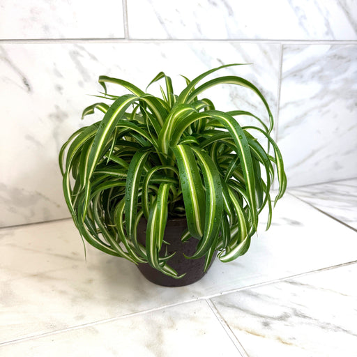 The Plant Farm® Houseplants Chlorophytum Curly Spider, 6" Plant