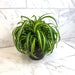 The Plant Farm® Houseplants Chlorophytum Curly Spider, 6" Plant