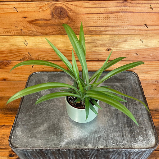 The Plant Farm® Houseplants Chlorophytum Green Spider, 2" Plant