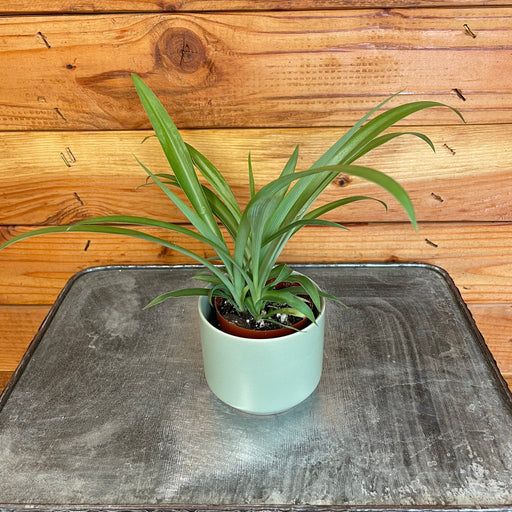 The Plant Farm® Houseplants Chlorophytum Green Spider, 2" Plant