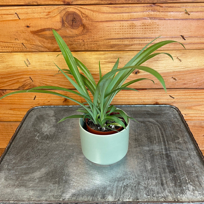 The Plant Farm® Houseplants Chlorophytum Green Spider, 2" Plant