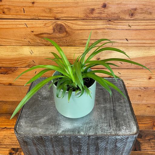 The Plant Farm® Houseplants Chlorophytum Green Spider, 4" Plant