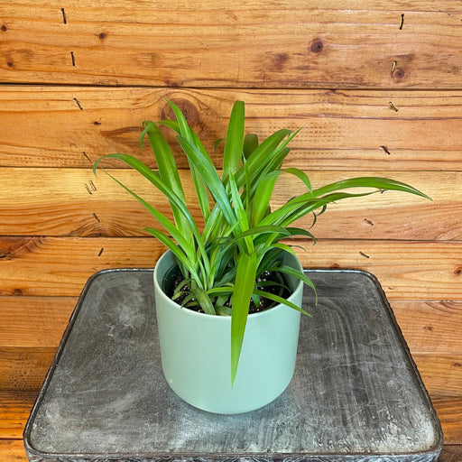 The Plant Farm® Houseplants Chlorophytum Green Spider, 4" Plant