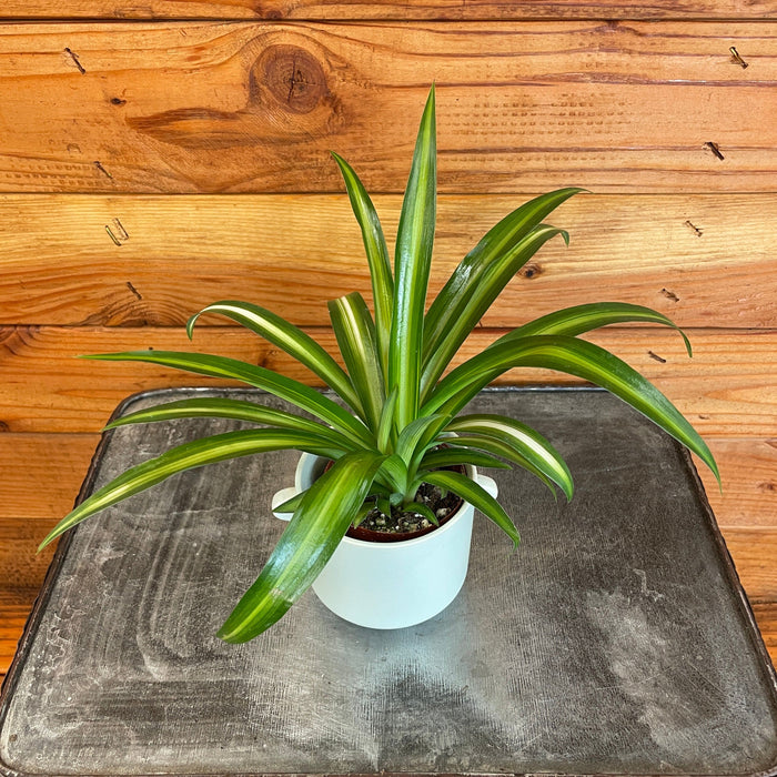 The Plant Farm® Houseplants Chlorophytum Hawaiian Spider, 2" Plant