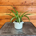 The Plant Farm® Houseplants Chlorophytum Hawaiian Spider, 2" Plant