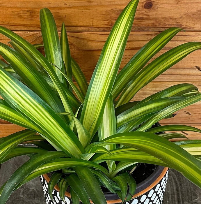 The Plant Farm® Houseplants Chlorophytum Hawaiian Spider, 6" Plant