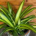 The Plant Farm® Houseplants Chlorophytum Hawaiian Spider, 6" Plant