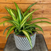 The Plant Farm® Houseplants Chlorophytum Hawaiian Spider, 6" Plant