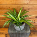 The Plant Farm® Houseplants Chlorophytum Hawaiian Spider, 6" Plant