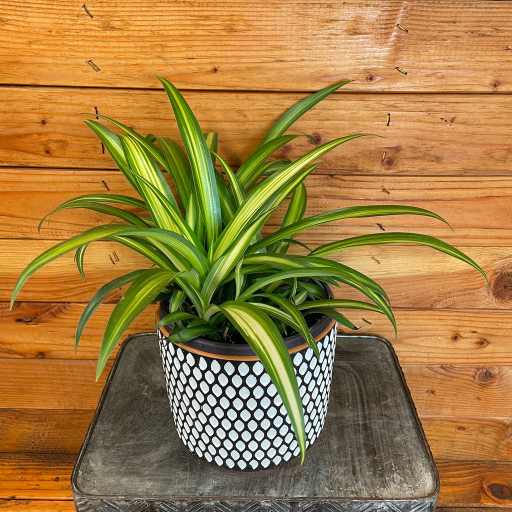 Chlorophytum Hawaiian Spider, 6
