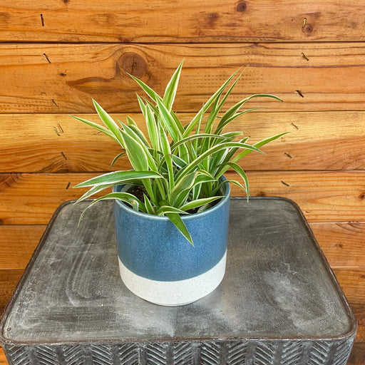 The Plant Farm® Houseplants Chlorophytum Irish Spider, 4" Plant