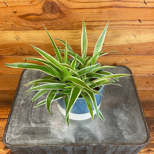 The Plant Farm® Houseplants Chlorophytum Irish Spider, 4" Plant