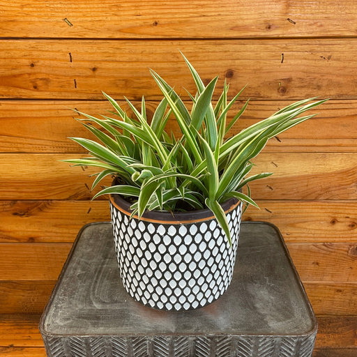 The Plant Farm® Houseplants Chlorophytum Irish Spider, 6" Plant