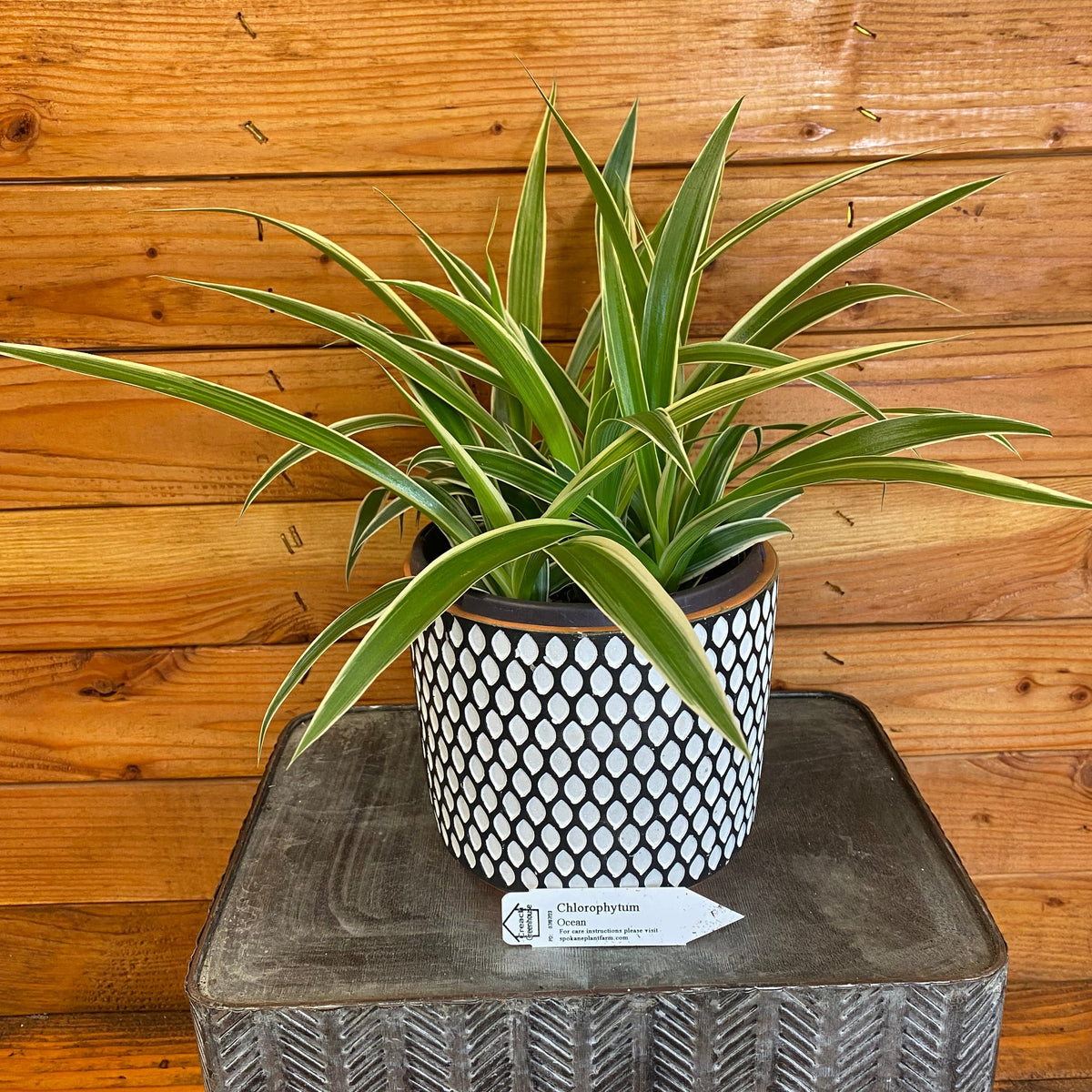 Spider Plant Ocean – The Fernseed