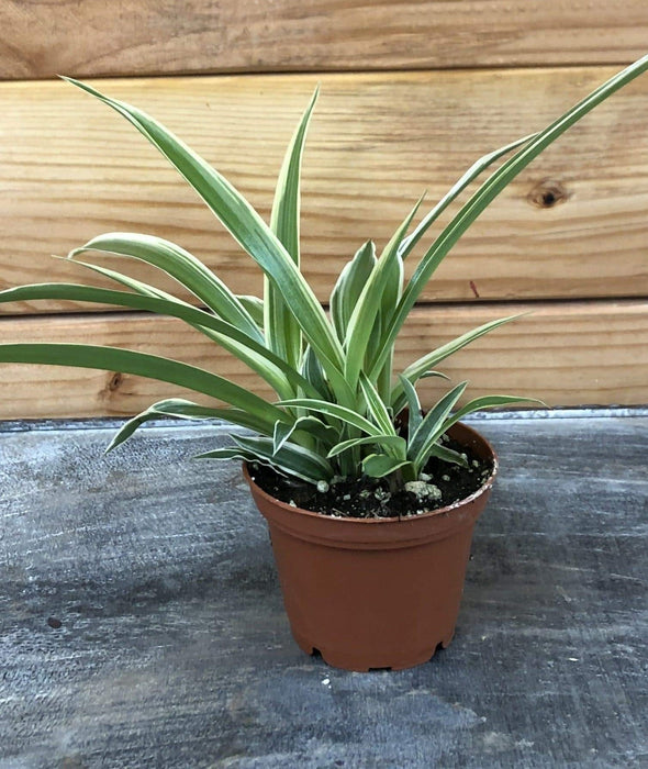 The Plant Farm® Houseplants Chlorophytum Reverse Spider, 2" Plant