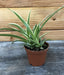 The Plant Farm® Houseplants Chlorophytum Reverse Spider, 2" Plant