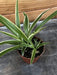 The Plant Farm® Houseplants Chlorophytum Reverse Spider, 2" Plant