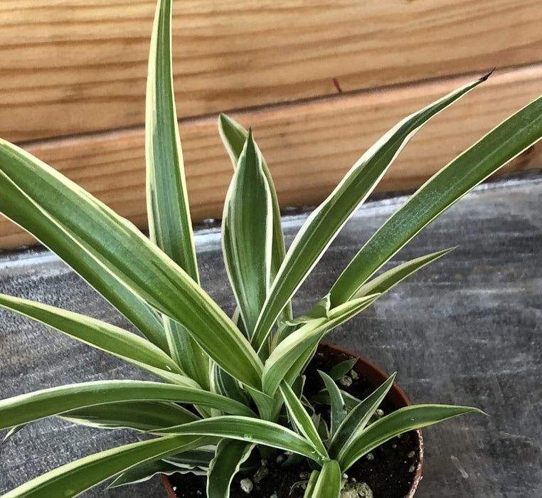 The Plant Farm® Houseplants Chlorophytum Reverse Spider, 2" Plant