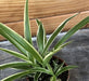 The Plant Farm® Houseplants Chlorophytum Reverse Spider, 2" Plant