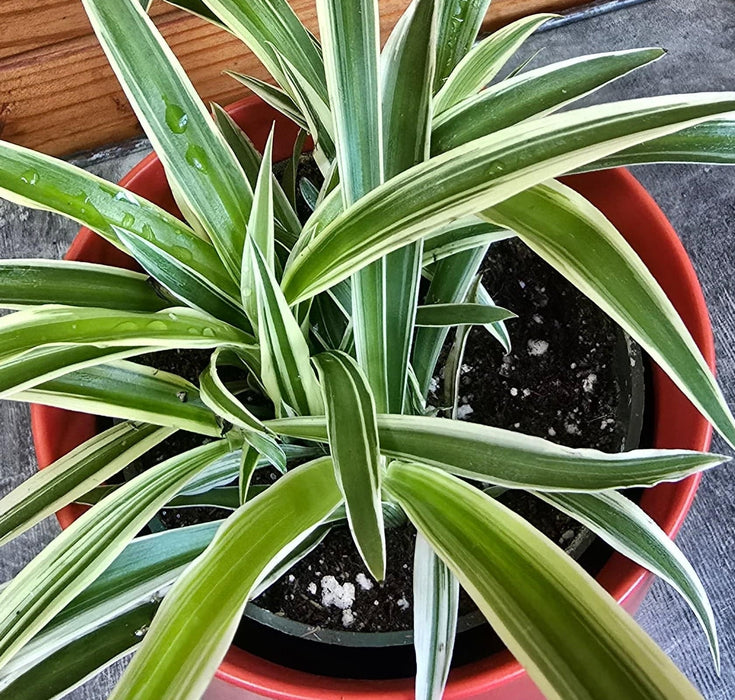 The Plant Farm® Houseplants Chlorophytum Reverse Spider, 4" Plant
