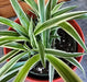The Plant Farm® Houseplants Chlorophytum Reverse Spider, 4" Plant