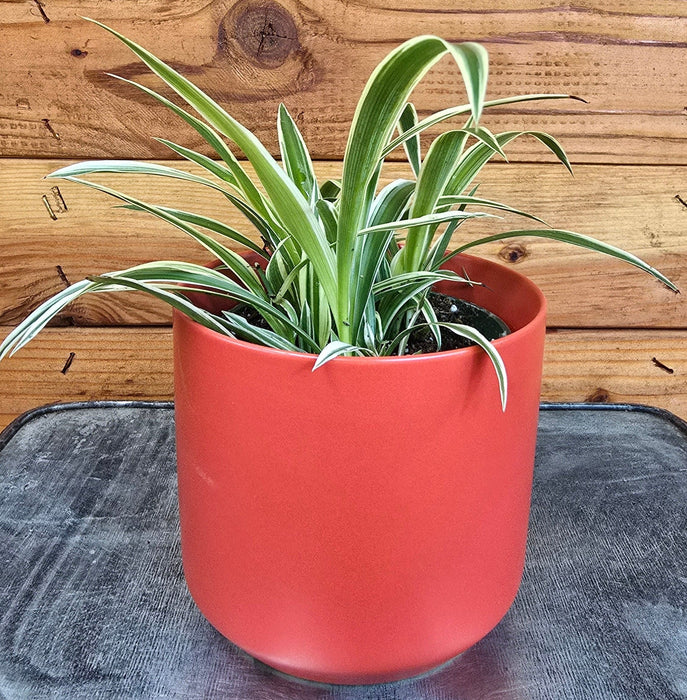 The Plant Farm® Houseplants Chlorophytum Reverse Spider, 4" Plant